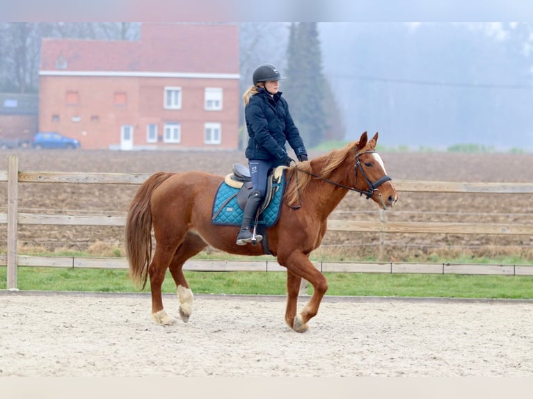 Plus de poneys/petits chevaux Jument 17 Ans 153 cm Alezan cuivré in Bogaarden