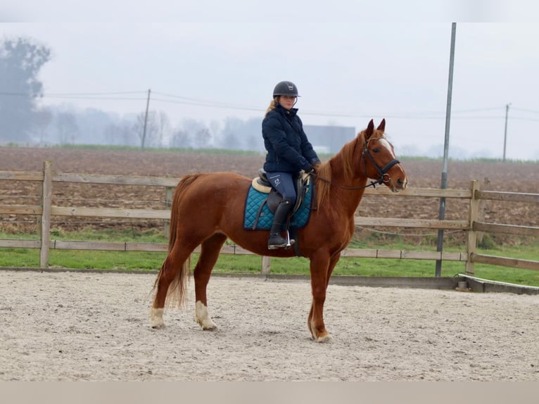 Plus de poneys/petits chevaux Jument 17 Ans 153 cm Alezan cuivré in Bogaarden
