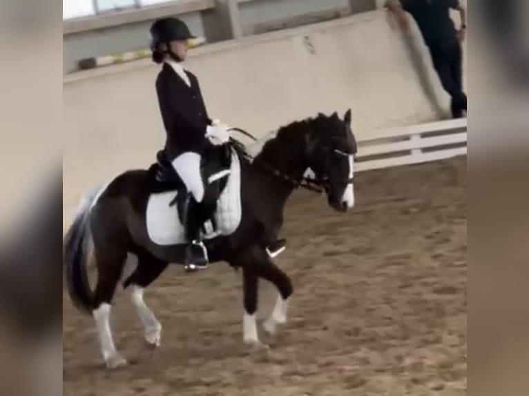 Plus de poneys/petits chevaux Jument 18 Ans 120 cm Pinto in Wien, Leopoldstadt