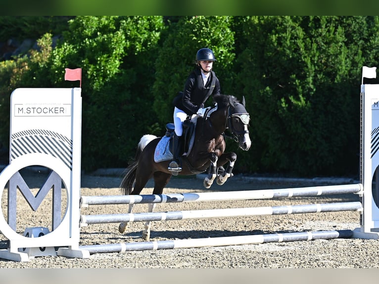 Plus de poneys/petits chevaux Jument 18 Ans 120 cm Pinto in Wien, Leopoldstadt