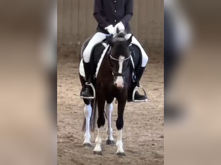 Plus de poneys/petits chevaux Jument 18 Ans 120 cm Pinto in Wien, Leopoldstadt