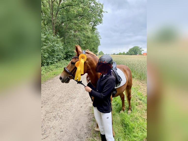 Plus de poneys/petits chevaux Croisé Jument 18 Ans 147 cm Alezan in Winsen (Luhe)