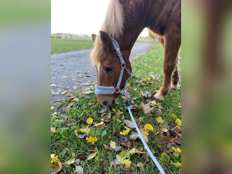 Plus de poneys/petits chevaux Croisé Jument 18 Ans 147 cm Alezan in Winsen (Luhe)