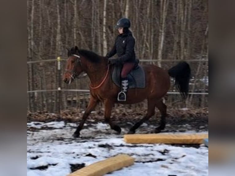 Plus de poneys/petits chevaux Jument 18 Ans 147 cm Bai in Bayerbach