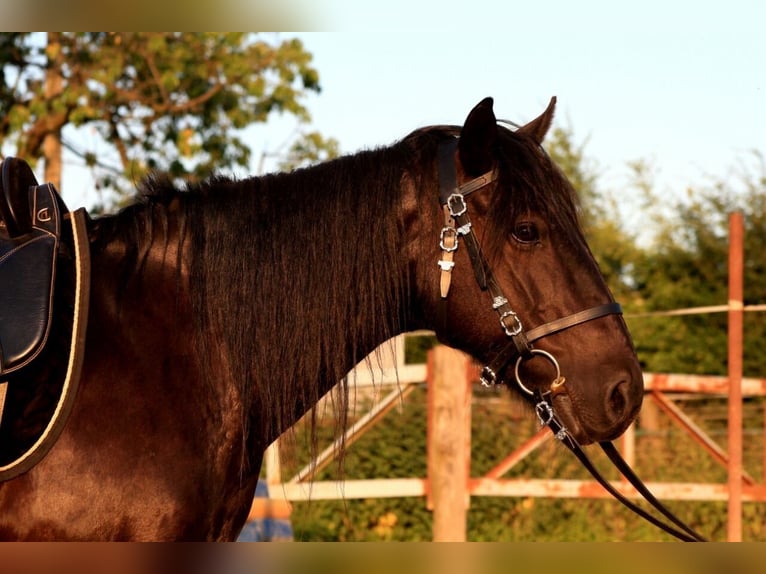 Plus de poneys/petits chevaux Jument 18 Ans 147 cm Noir in Ennepetal