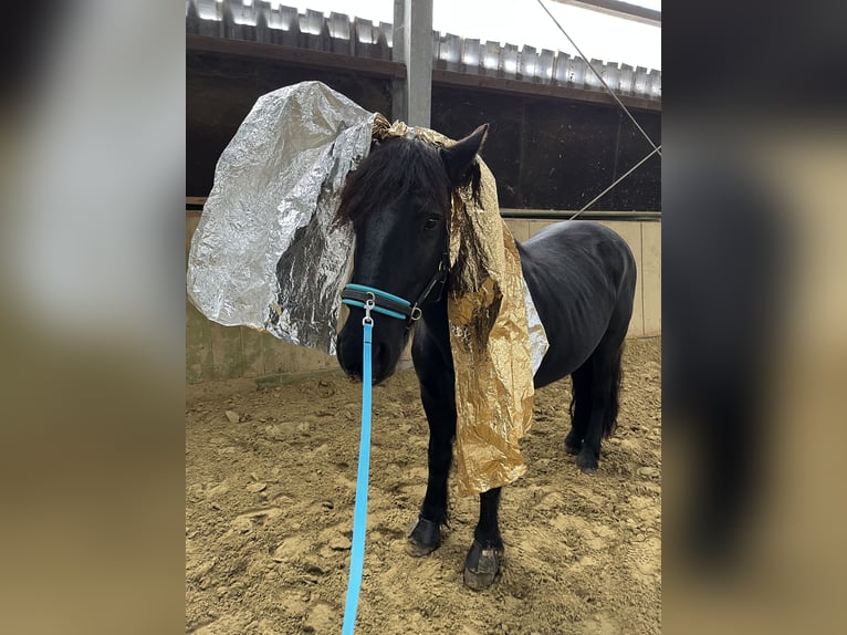 Plus de poneys/petits chevaux Jument 19 Ans 147 cm in Ennepetal