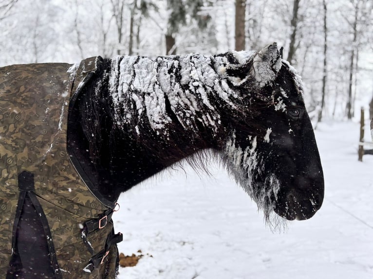 Plus de poneys/petits chevaux Jument 19 Ans 147 cm in Ennepetal
