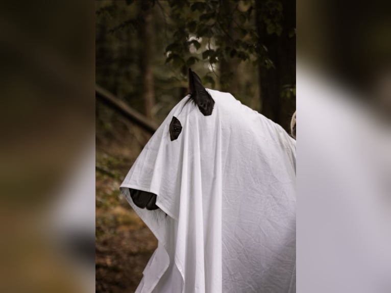 Plus de poneys/petits chevaux Jument 19 Ans 147 cm Noir in Ennepetal