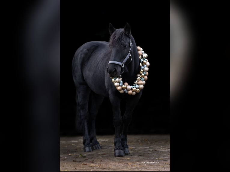 Plus de poneys/petits chevaux Jument 19 Ans 147 cm Noir in Ennepetal