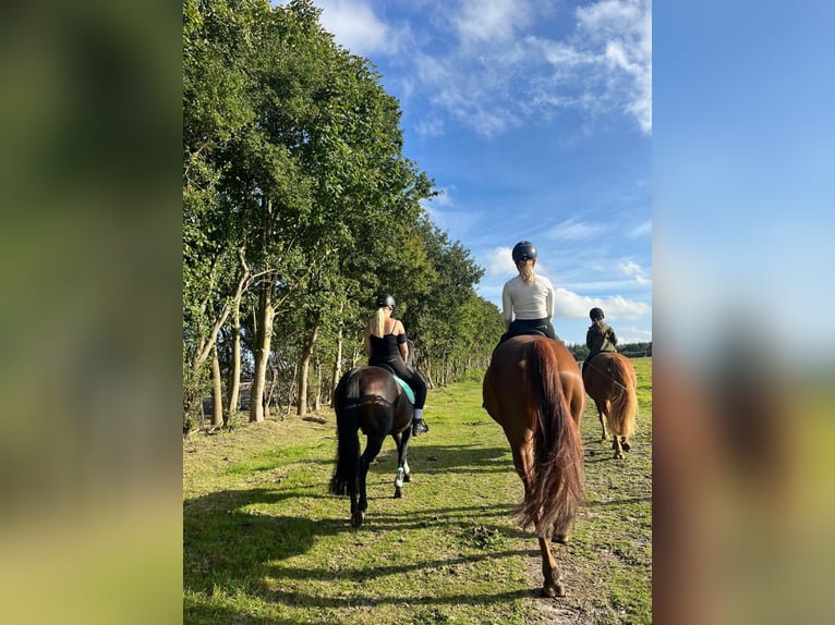 Plus de poneys/petits chevaux Jument 19 Ans 155 cm Bai brun in Handewitt