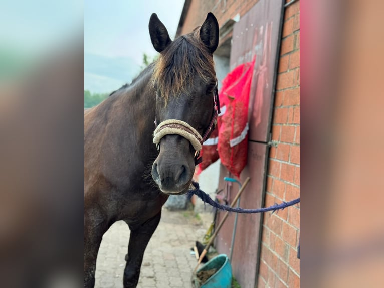 Plus de poneys/petits chevaux Jument 19 Ans 156 cm Bai brun foncé in Goo