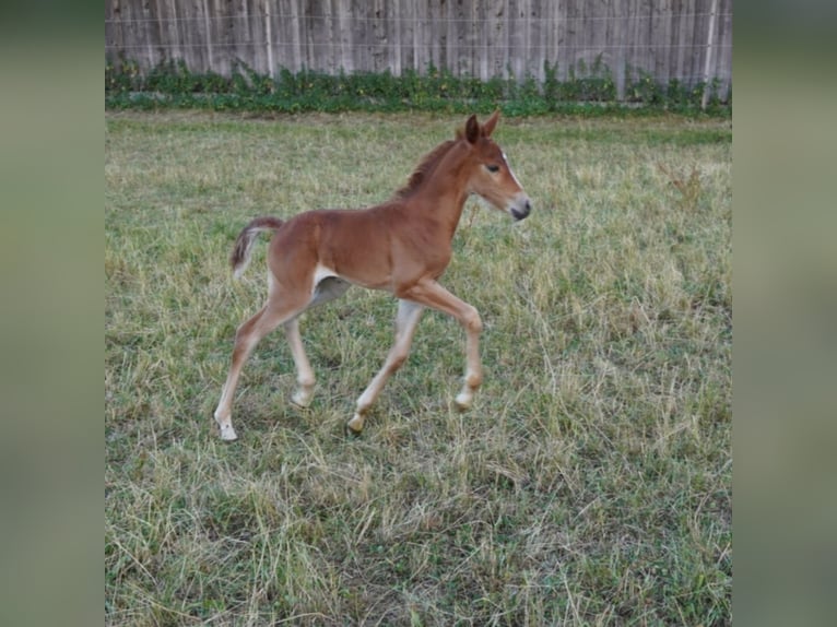 Plus de poneys/petits chevaux Jument 1 Année Alezan brûlé in St. Erhard