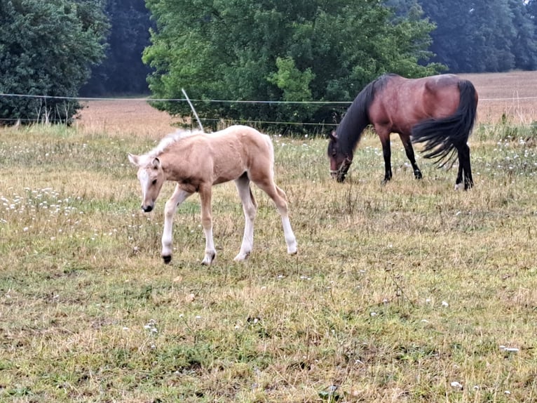 Plus de poneys/petits chevaux Jument 1 Année Palomino in Thandorf