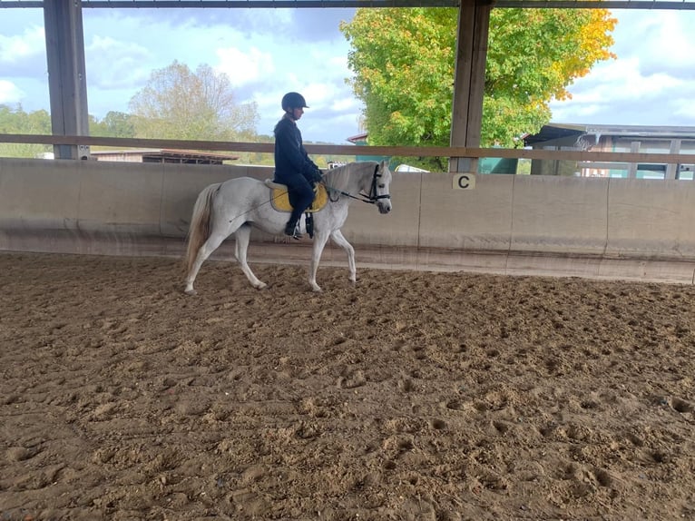 Plus de poneys/petits chevaux Jument 21 Ans 130 cm Gris in Dietzenbach