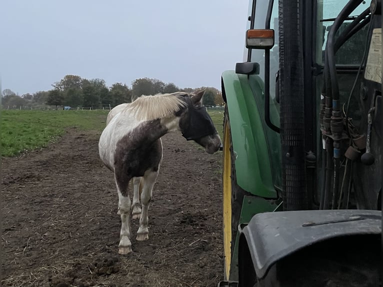 Plus de poneys/petits chevaux Croisé Jument 26 Ans 145 cm Pinto in Uelzen