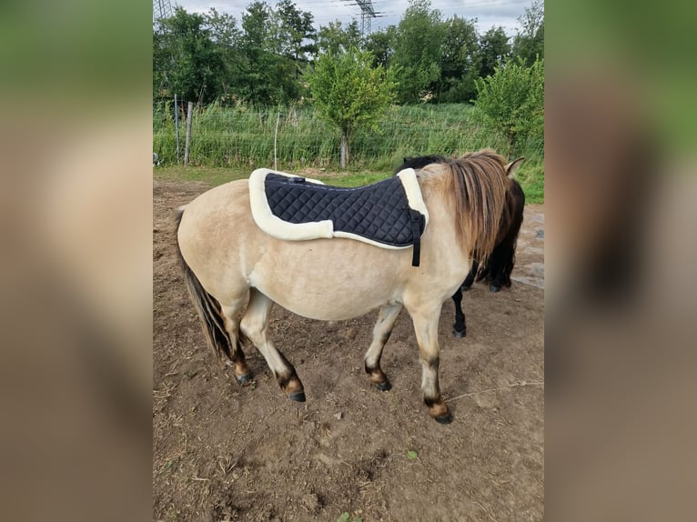Plus de poneys/petits chevaux Croisé Jument 2 Ans 120 cm  in Gumperda