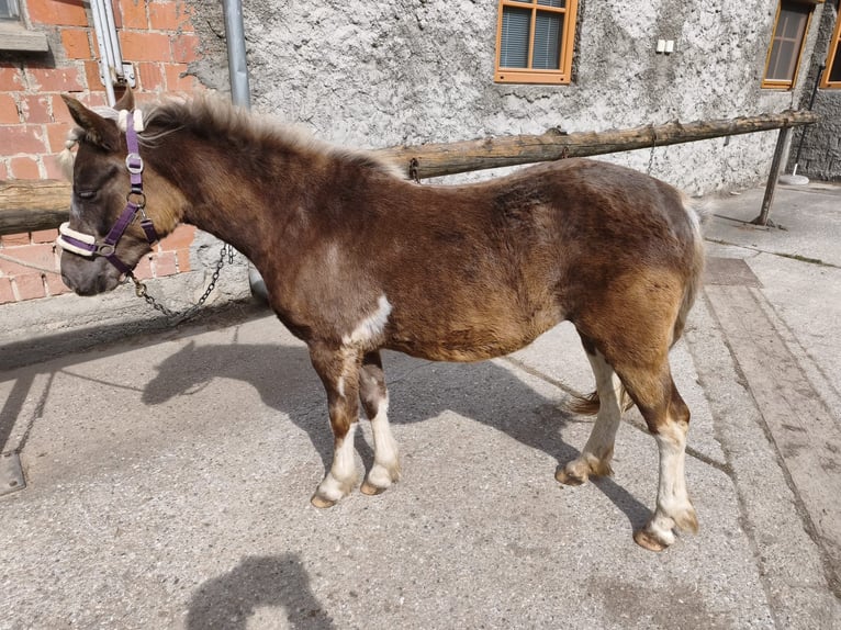 Plus de poneys/petits chevaux Croisé Jument 2 Ans 123 cm Bai in Harterleiten