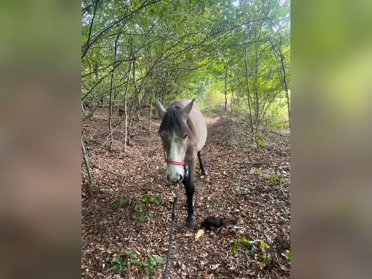 Plus de poneys/petits chevaux Jument 2 Ans 140 cm Isabelle in Walmenroth