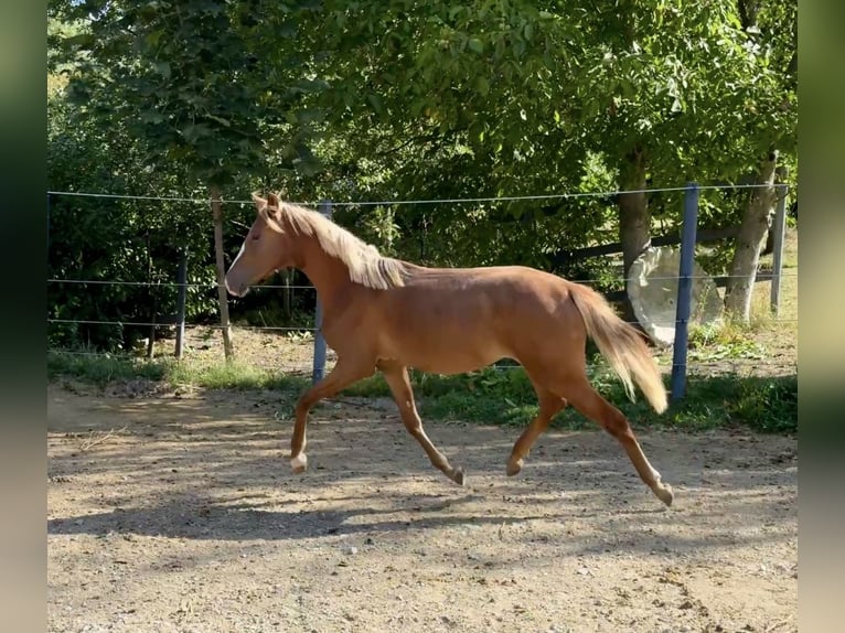 Plus de poneys/petits chevaux Jument 2 Ans 146 cm Alezan in Göllersdorf