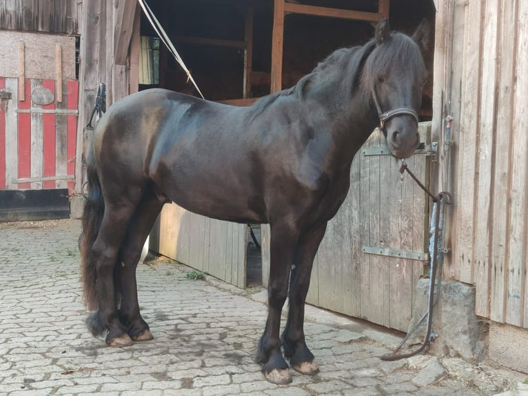 Plus de poneys/petits chevaux Croisé Jument 2 Ans 146 cm Gris noir in Güntersleben