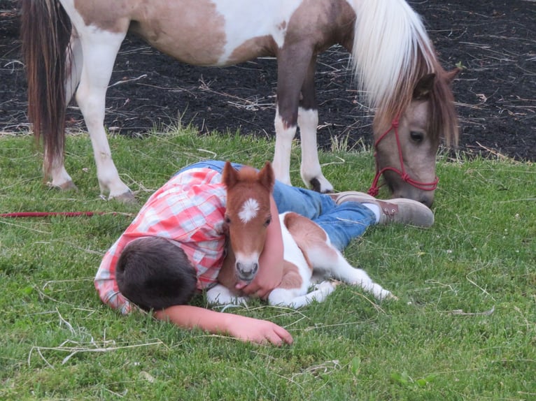 Plus de poneys/petits chevaux Jument 2 Ans 97 cm Pinto in Shippensburg