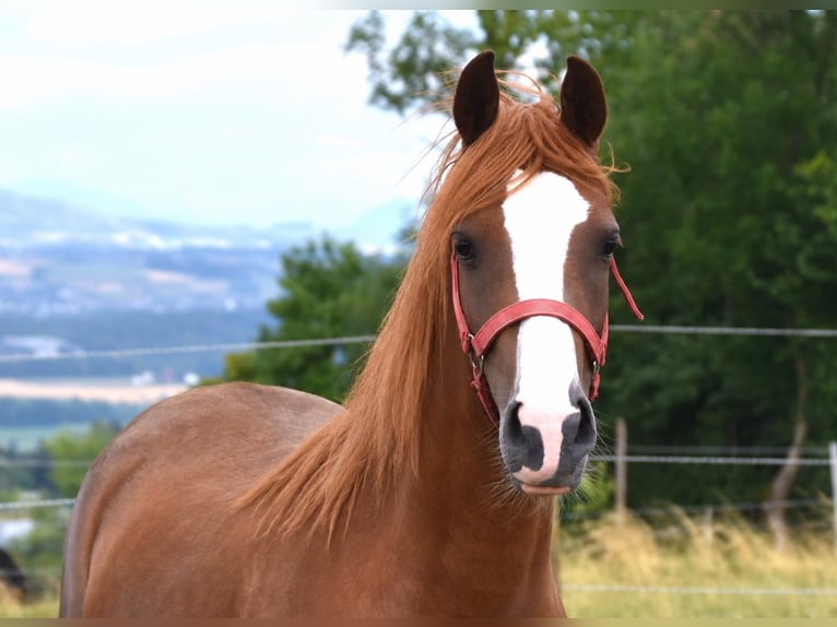 Plus de poneys/petits chevaux Jument 2 Ans Alezan in Muri AG