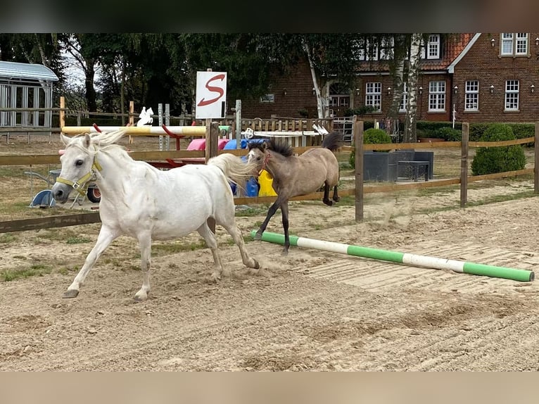 Plus de poneys/petits chevaux Jument 3 Ans 120 cm Gris (bai-dun) in Eggerm&#xFC;hlen OT Bockraden