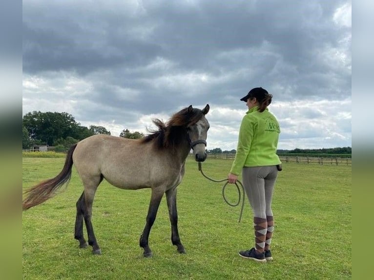 Plus de poneys/petits chevaux Jument 3 Ans 120 cm Gris (bai-dun) in Eggerm&#xFC;hlen OT Bockraden