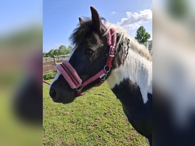 Plus de poneys/petits chevaux Croisé Jument 3 Ans 124 cm Pinto in Friedland