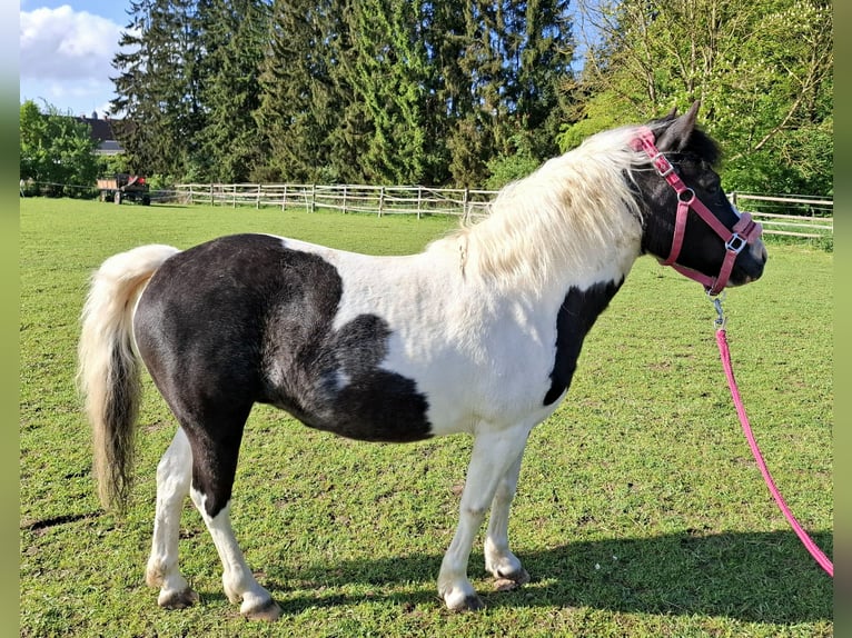Plus de poneys/petits chevaux Croisé Jument 3 Ans 124 cm Pinto in Friedland