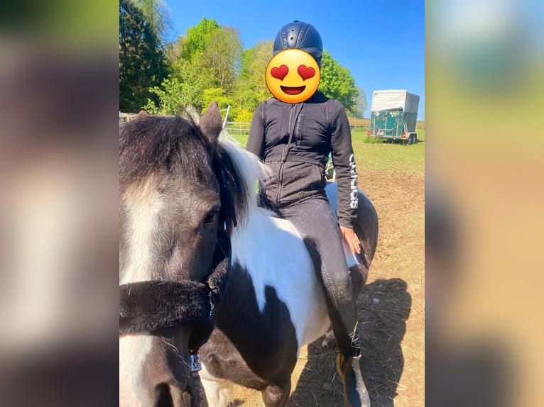 Plus de poneys/petits chevaux Croisé Jument 3 Ans 124 cm Pinto in Friedland