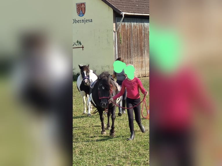 Plus de poneys/petits chevaux Croisé Jument 3 Ans 124 cm Pinto in Friedland
