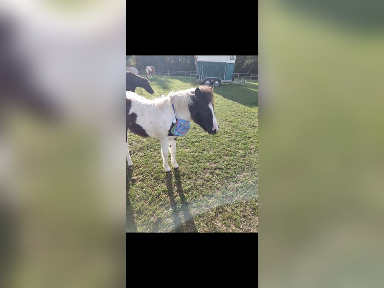 Plus de poneys/petits chevaux Croisé Jument 3 Ans 124 cm Pinto in Friedland