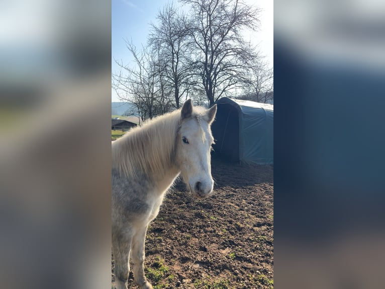 Plus de poneys/petits chevaux Croisé Jument 3 Ans 125 cm Gris in Pilsach
