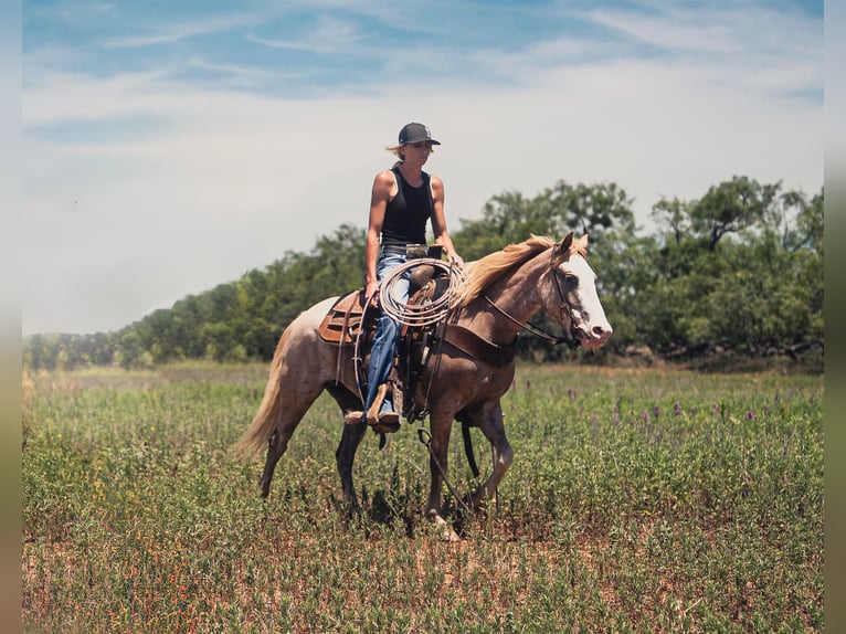 Plus de poneys/petits chevaux Jument 3 Ans 132 cm Rouan Rouge in Weatherford