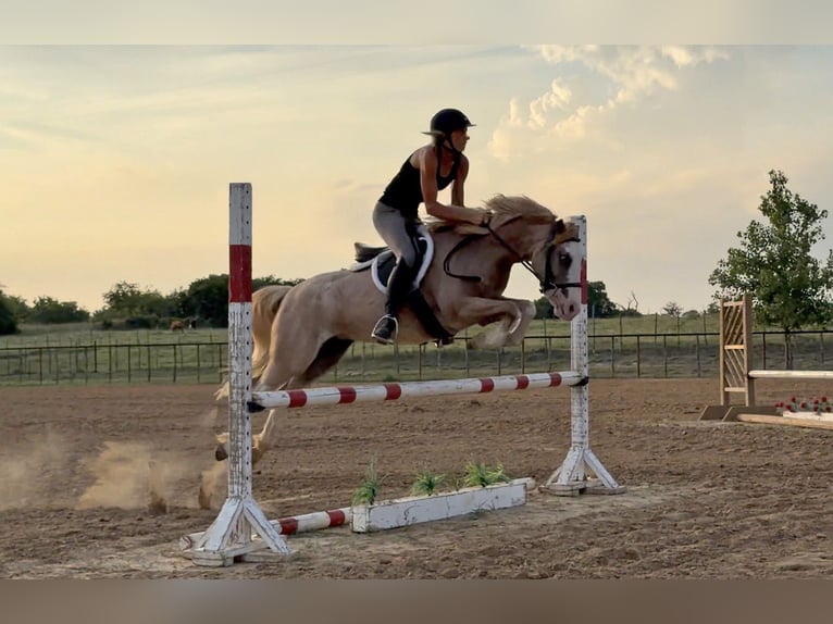 Plus de poneys/petits chevaux Jument 3 Ans 132 cm Rouan Rouge in Weatherford
