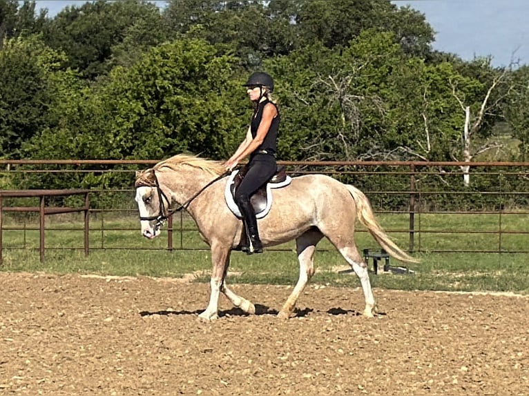 Plus de poneys/petits chevaux Jument 3 Ans 132 cm Rouan Rouge in Weatherford