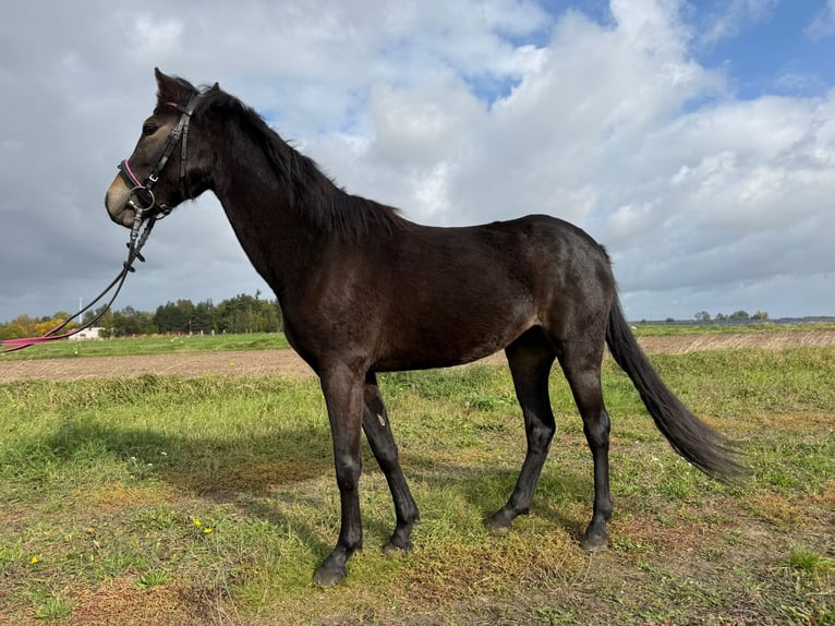 Plus de poneys/petits chevaux Croisé Jument 3 Ans 135 cm Bai brun in Wolsztyn
