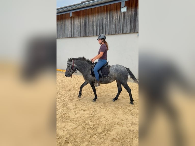 Plus de poneys/petits chevaux Jument 3 Ans 135 cm Gris pommelé in Daleiden