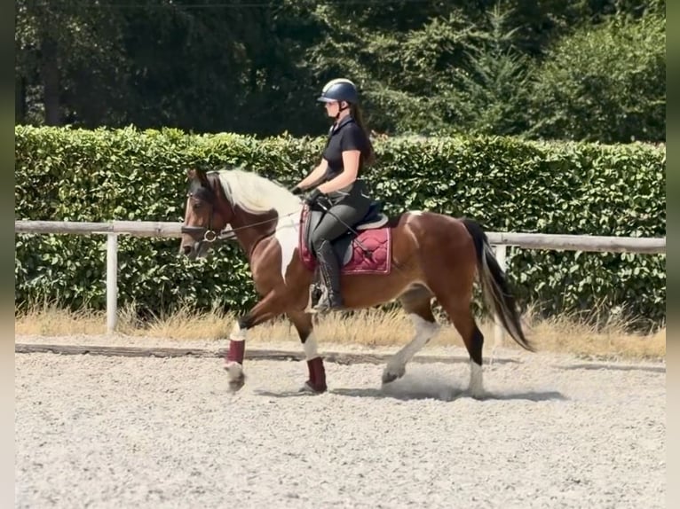 Plus de poneys/petits chevaux Jument 3 Ans 135 cm Pinto in Neustadt (Wied)