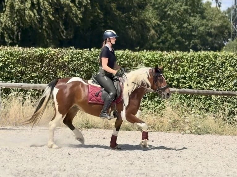 Plus de poneys/petits chevaux Jument 3 Ans 135 cm Pinto in Neustadt (Wied)