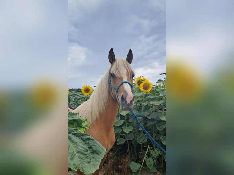 Plus de poneys/petits chevaux Croisé Jument 3 Ans 140 cm Palomino in Sul&#xF3;w