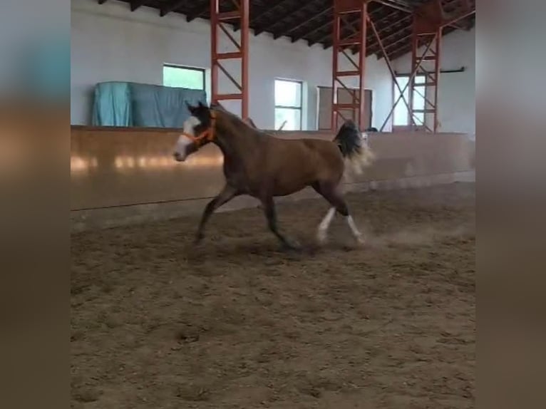 Plus de poneys/petits chevaux Jument 3 Ans 142 cm Alezan in Békéscsaba