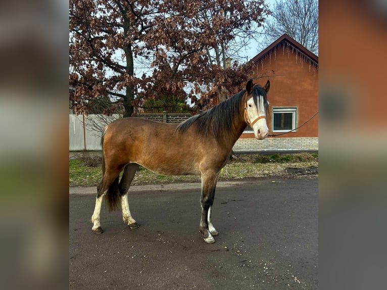 Plus de poneys/petits chevaux Jument 3 Ans 142 cm Alezan in Békéscsaba