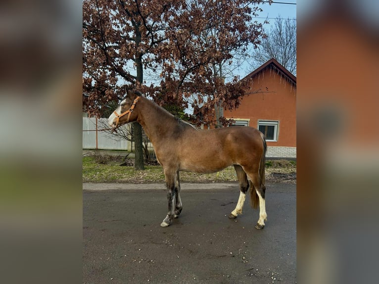 Plus de poneys/petits chevaux Jument 3 Ans 142 cm Alezan in Békéscsaba