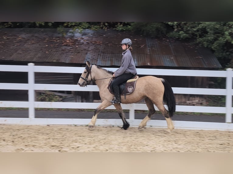 Plus de poneys/petits chevaux Jument 3 Ans 142 cm Buckskin in Morsbach