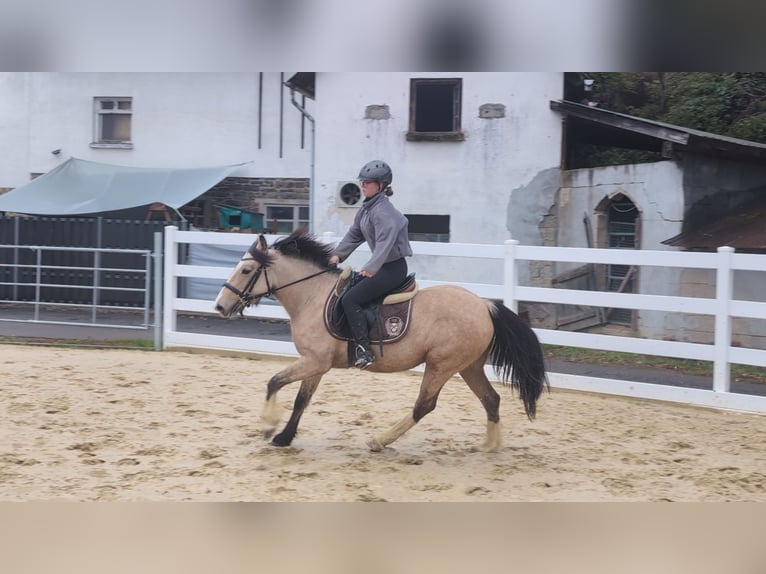 Plus de poneys/petits chevaux Jument 3 Ans 142 cm Buckskin in Morsbach