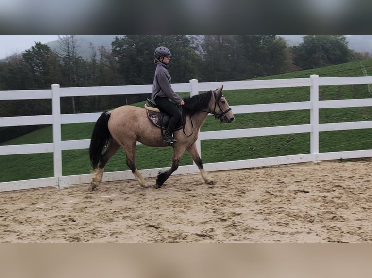 Plus de poneys/petits chevaux Jument 3 Ans 142 cm Buckskin in Morsbach