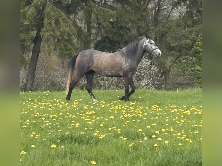 Plus de poneys/petits chevaux Jument 3 Ans 142 cm Gris pommelé in Kesseling