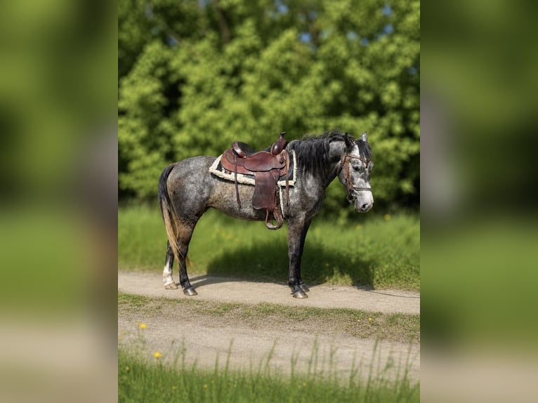 Plus de poneys/petits chevaux Jument 3 Ans 142 cm Gris pommelé in Kesseling